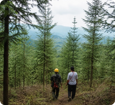 Anhuang Afforestation