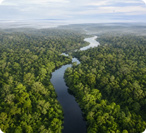Katingan Peatland Restoration and Conservation Project